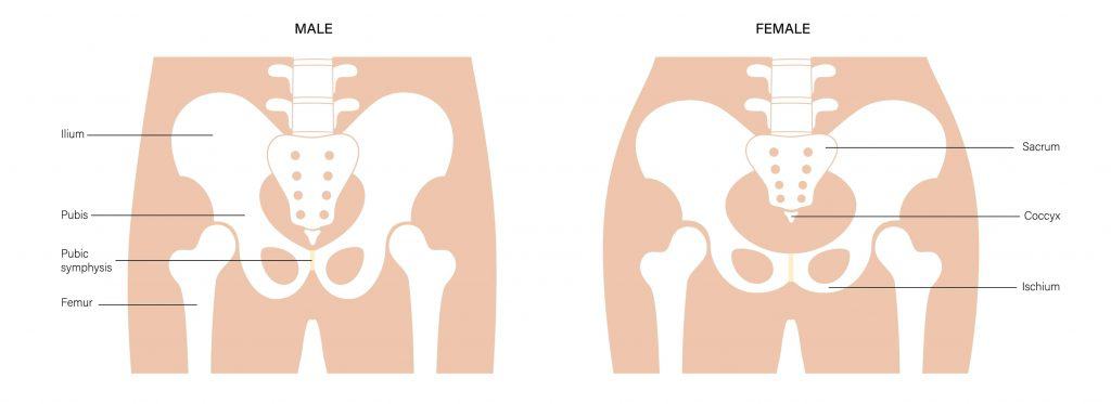 Difference between male and female hips. 