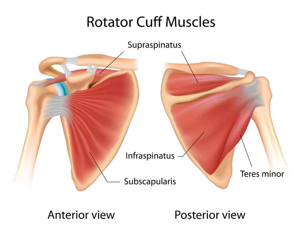 Diagram of rotator cuff muscles of the upper shoulder